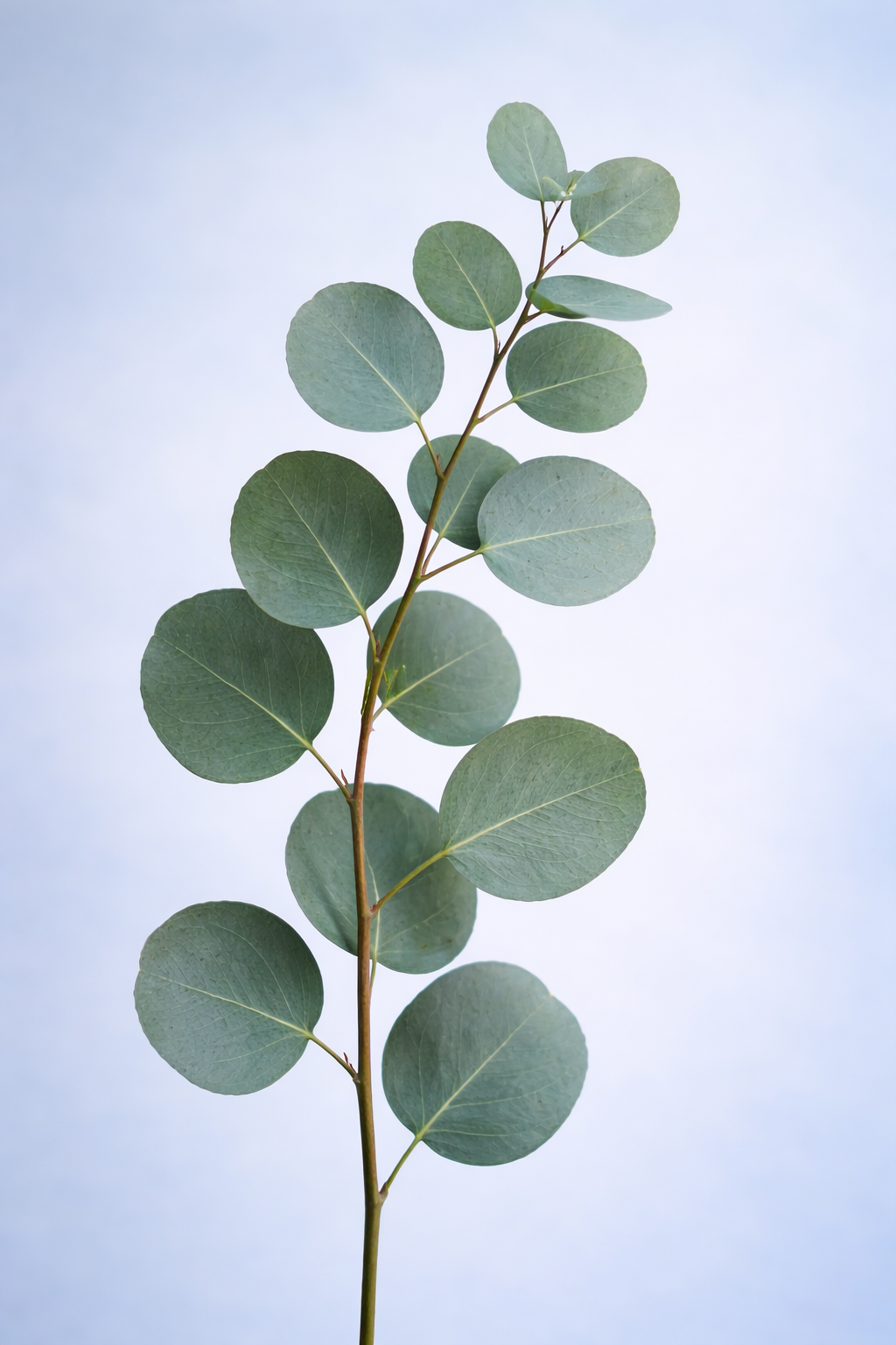 Eucalyptus