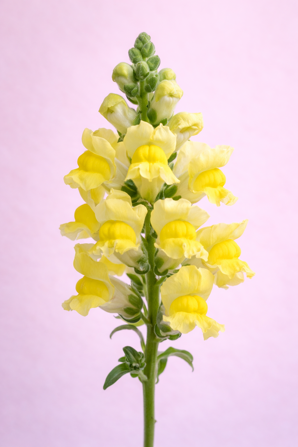 Snapdragons