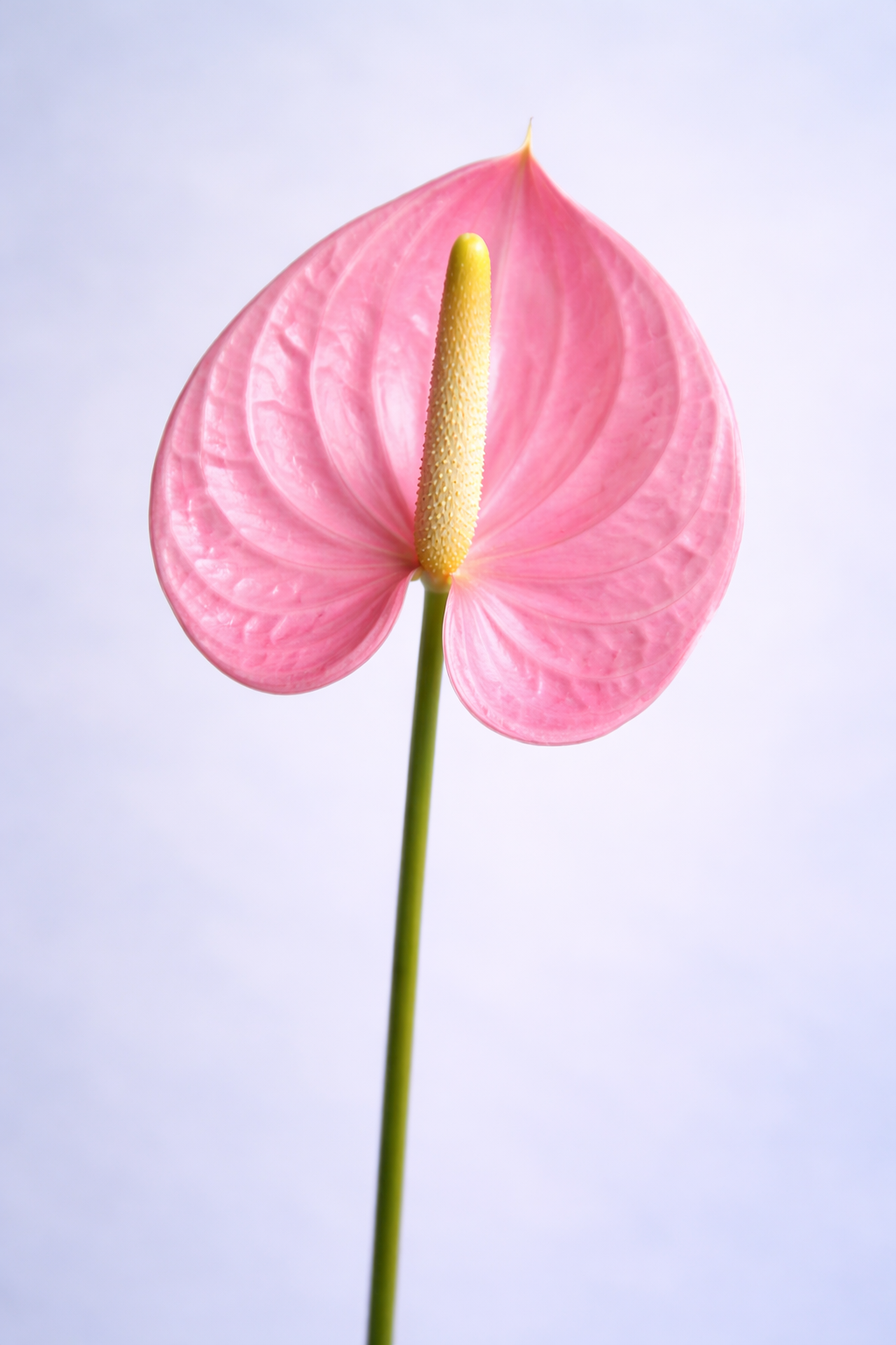 Anthurium