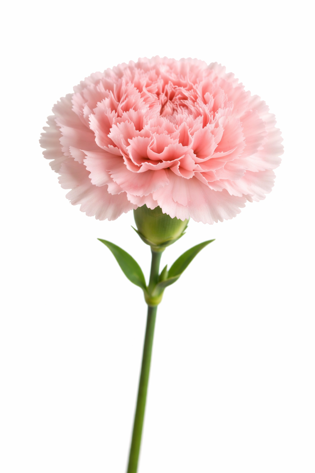 Carnation
