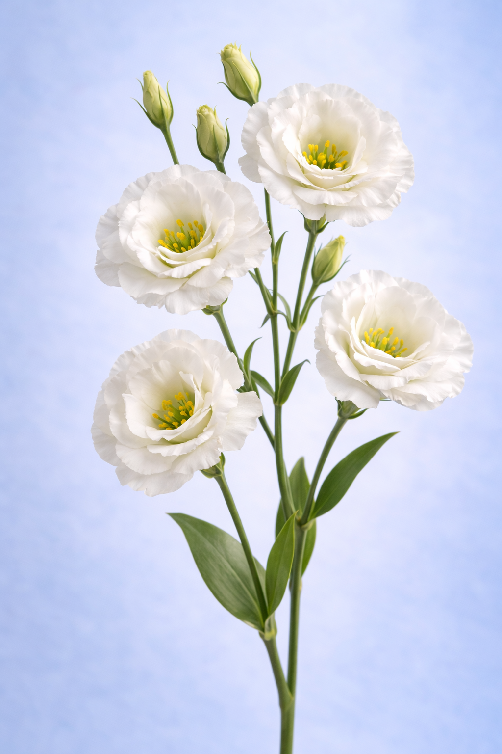 Lisianthus