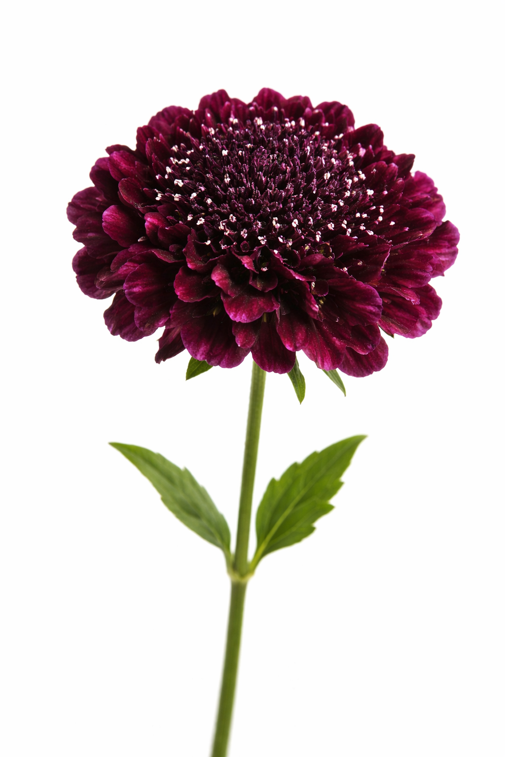 Scabiosa