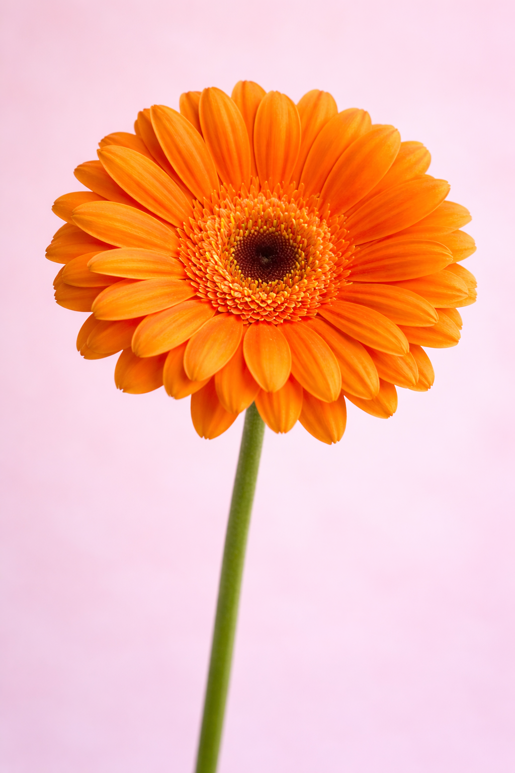 Gerbera