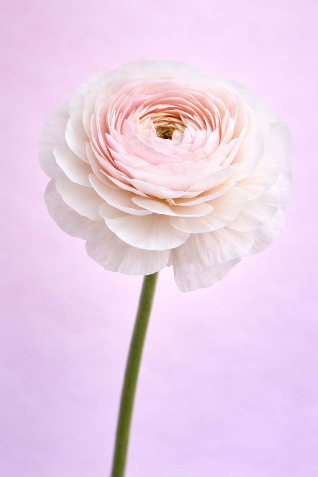 Ranunculus