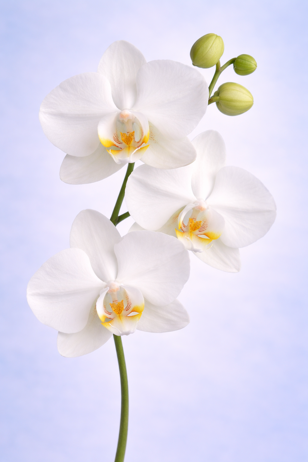 Orchid