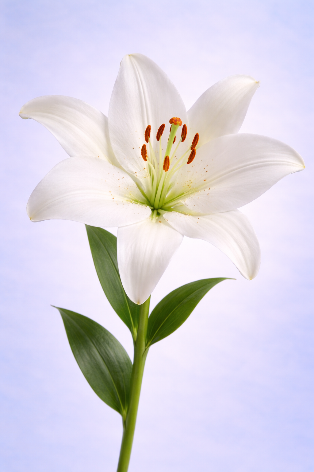 Lilies