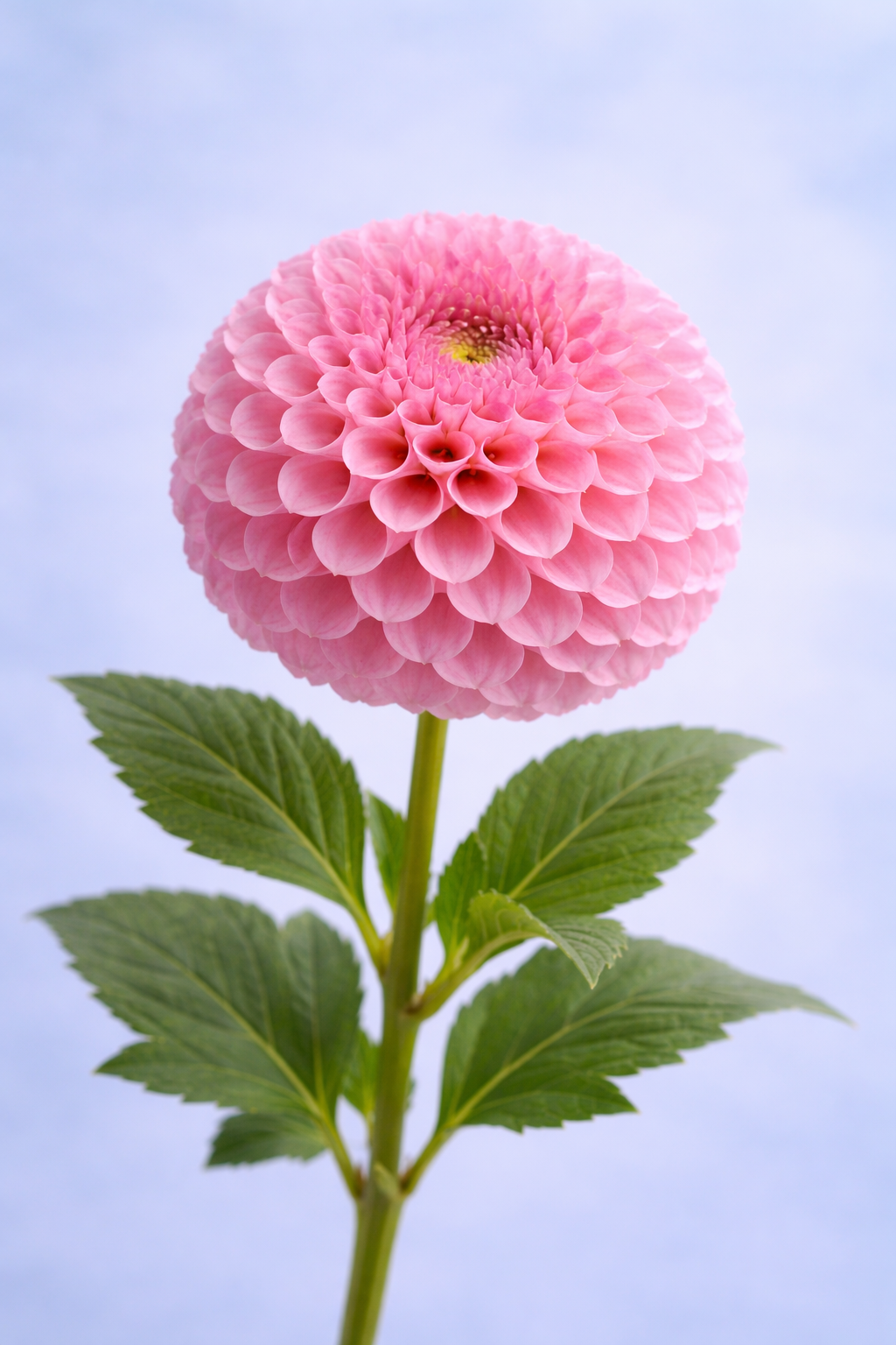 Dahlias