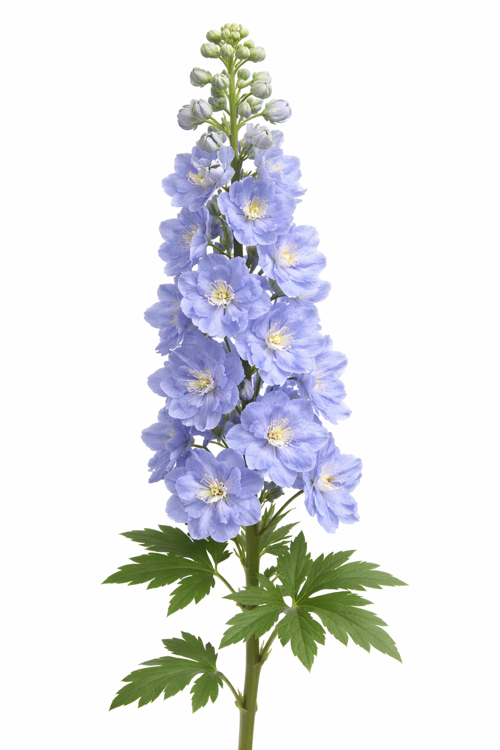Delphinium