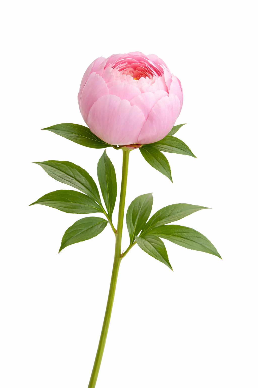 Peonies