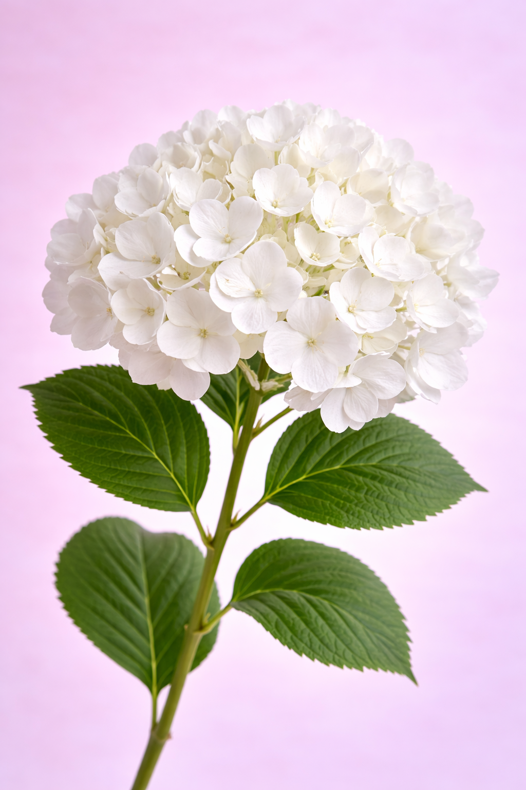 Hydrangeas