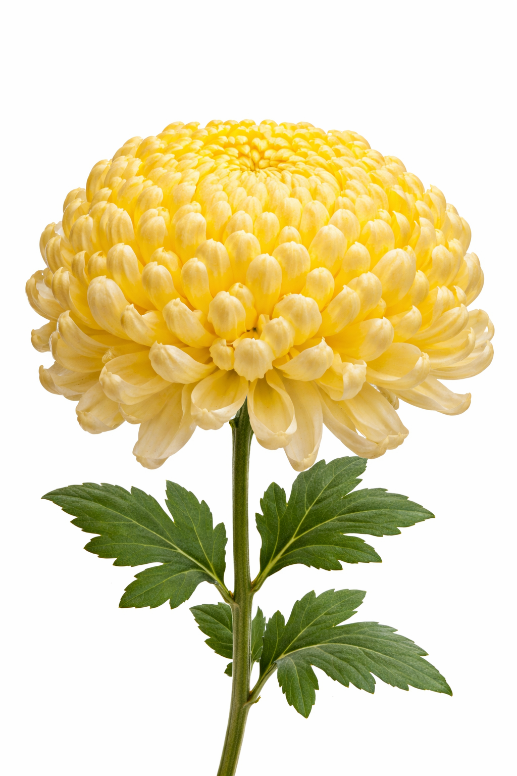 Chrysanthemums
