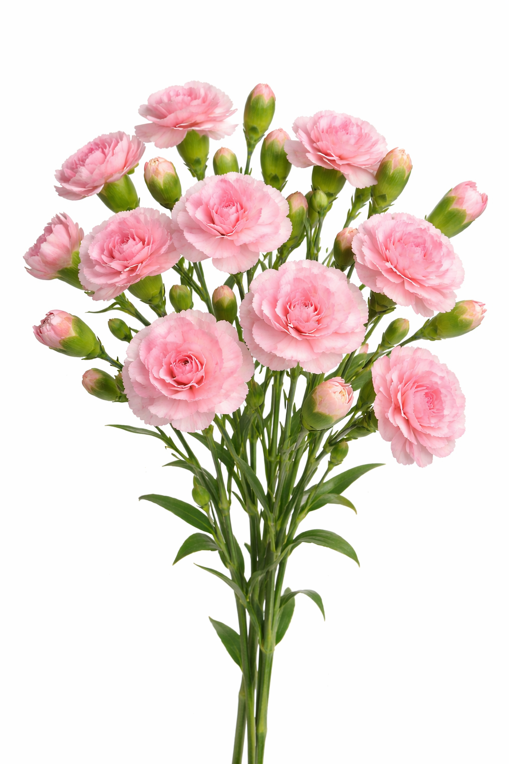 Dianthus