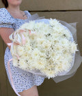 Chrysanthemum Grace