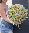 Daisies