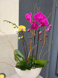 Midnight Orchid