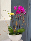 Orchids Paradise