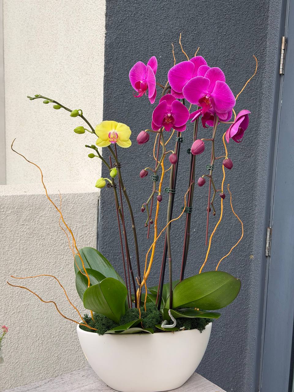 Orchids Paradise