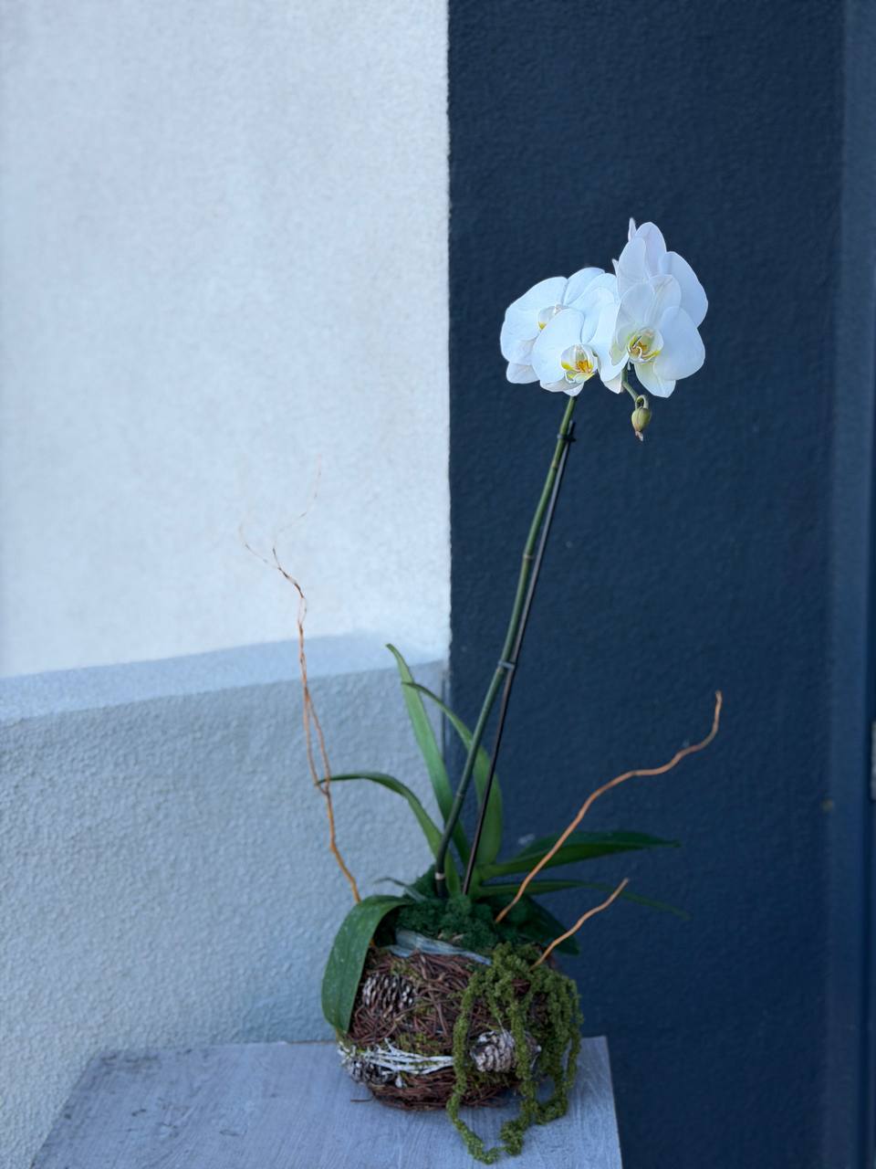 Orchid Pearl