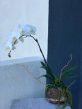Orchid Pearl