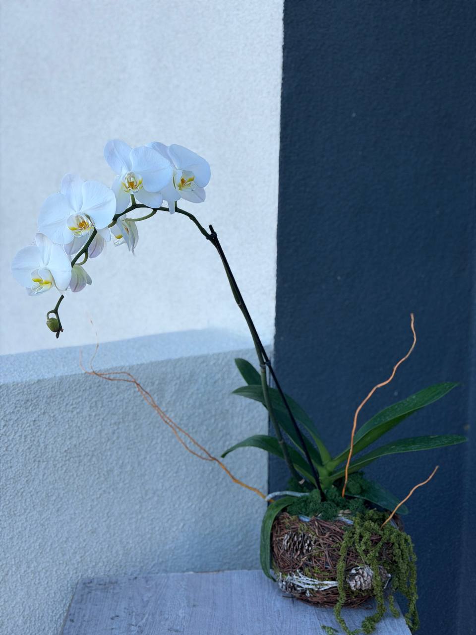 Orchid Pearl
