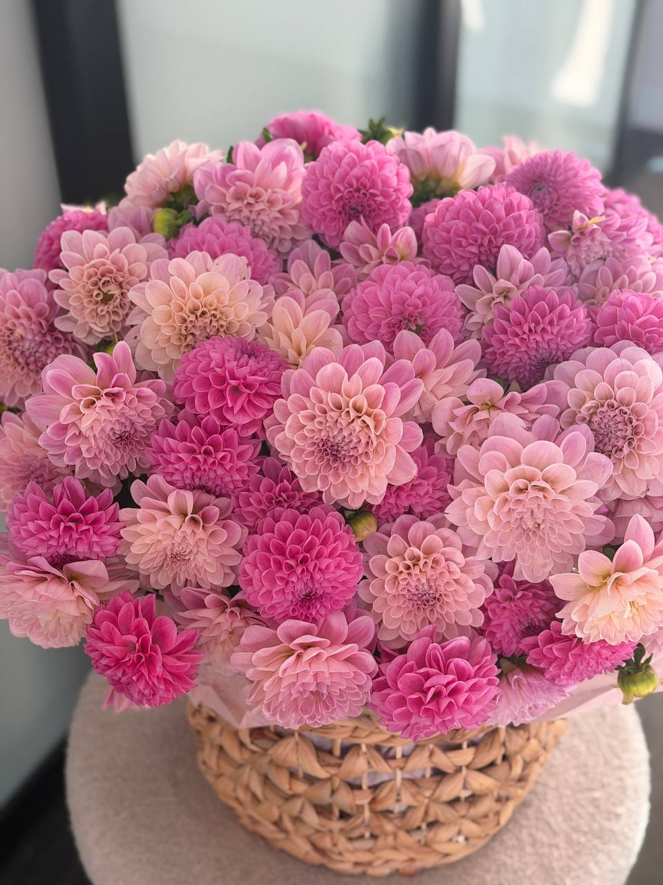 100 Dahlias, One Love